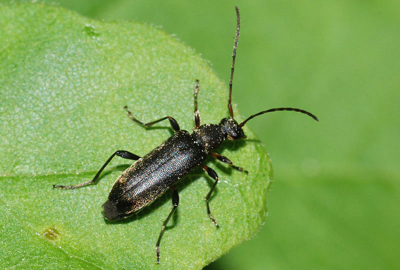 Cerambycidae? Grammoptera ruficornis ruficornis